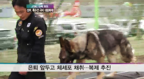 韩国政府克隆800只即将退役特殊犬（图）